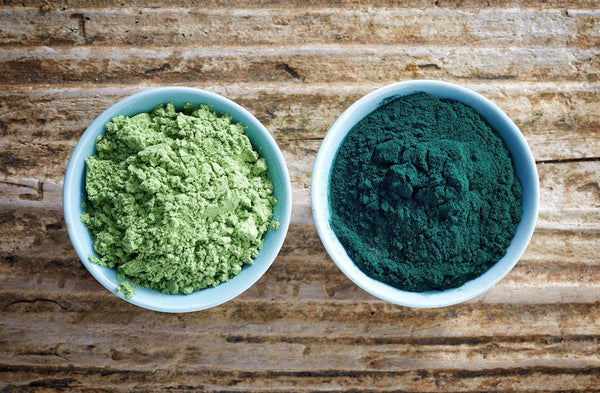 Shymkent-Based Plant to Produce Green Algae Superfoods Spirulina, Chlorella